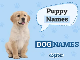 150+ Puppy Names: Cute and Popular Ideas