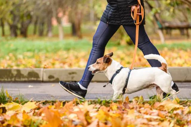 49 Dog Friendly Places in Virginia: Spots to Visit with Your Pup