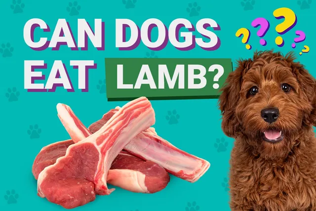 Can Dogs Eat Lamb? Vet-Approved Nutrition Info & Preparation Tips