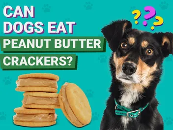 Can Dogs Eat Peanut Butter Crackers? Vet-Approved Facts