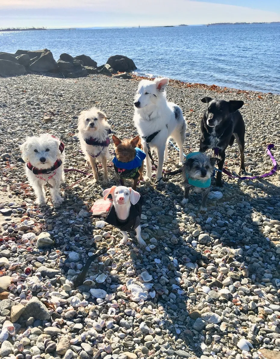 Six dogs standing on a rocky beach by the water