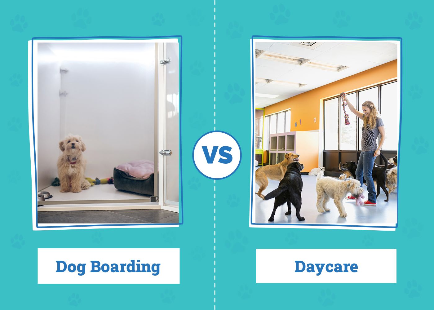 Dog Boarding vs Daycare