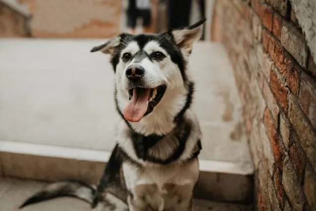 Goberian (Golden Retriever & Siberian Husky Mix): Info, Pictures, Care & More