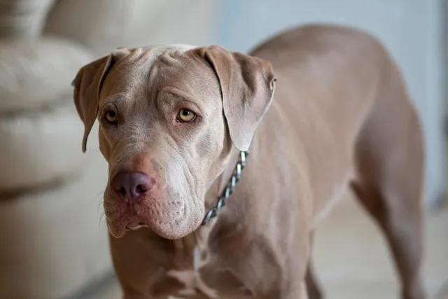 10 Pros & Cons of Having a Pitbull (With Care Tips)