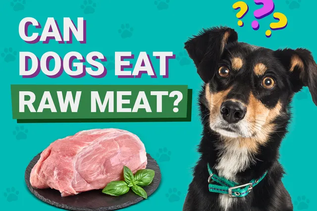 Can Dogs Eat Raw Meat? Vet-Approved Feeding & Health Facts