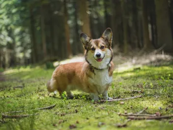 Sable Corgi: Info, Pictures, Origin & History