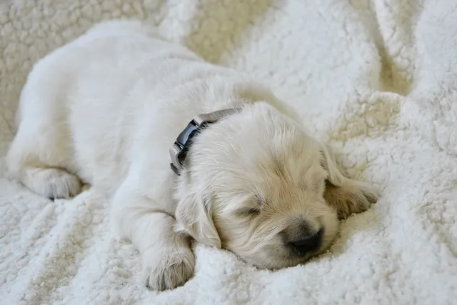 How Long Do Puppies Sleep? Vet-Reviewed Facts & FAQ