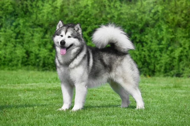 Do Alaskan Malamutes Shed? Vet-Verified Grooming & Care Guide