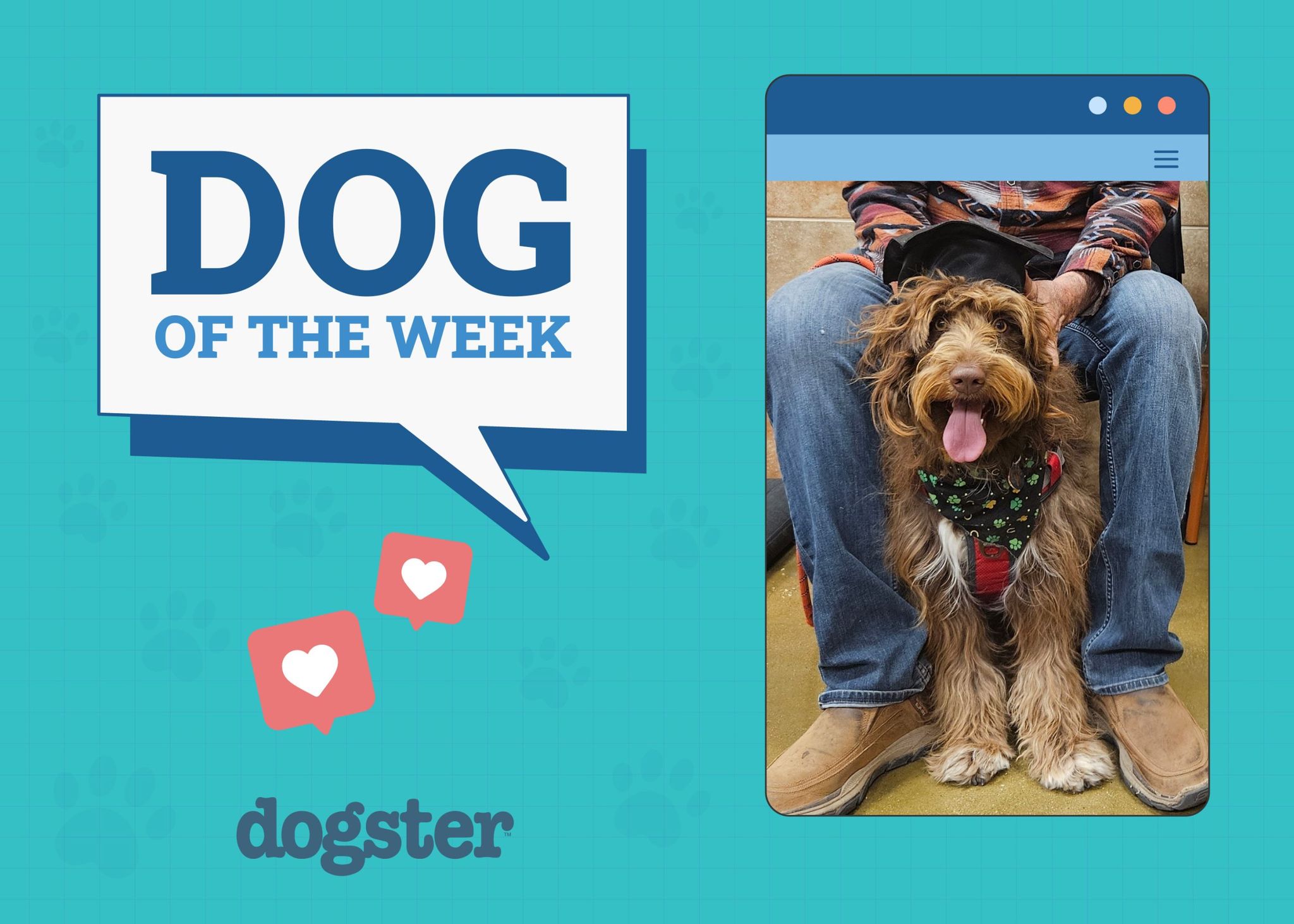 Dogster Photo Contest: Dogs of the Week Winners (June 5, 2025)