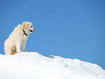 South Russian Ovcharka Dog Breed: Info, Pictures, Care, Traits & More