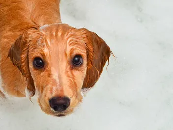 Can You Use Cat Shampoo on a Dog? Vet-Verified Safety & Effectiveness