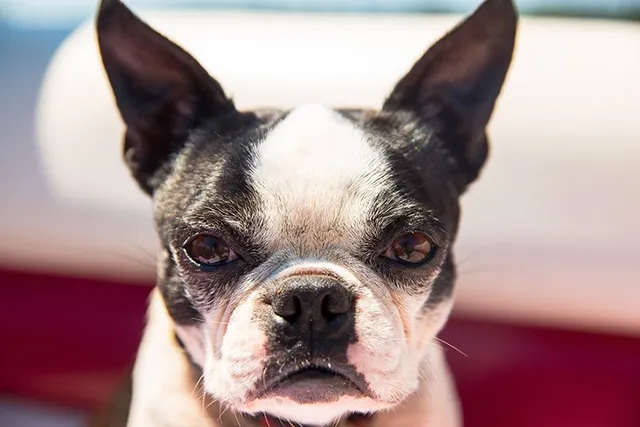 How Aggressive Are Boston Terriers? Vet-Verified Reasons, Tips & FAQ