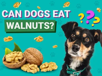 Can Dogs Eat Walnuts? Vet-Verified Facts & Safety Tips