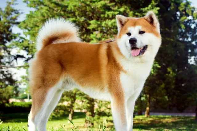 How Dangerous Are Akitas? Vet-Approved Tips, Socialization & FAQ