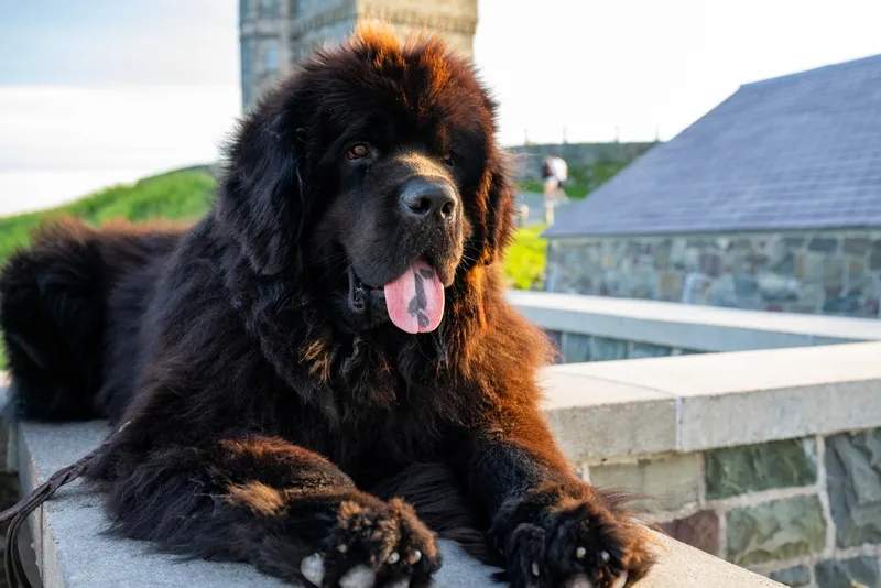 a newfoundland dog with tongue out