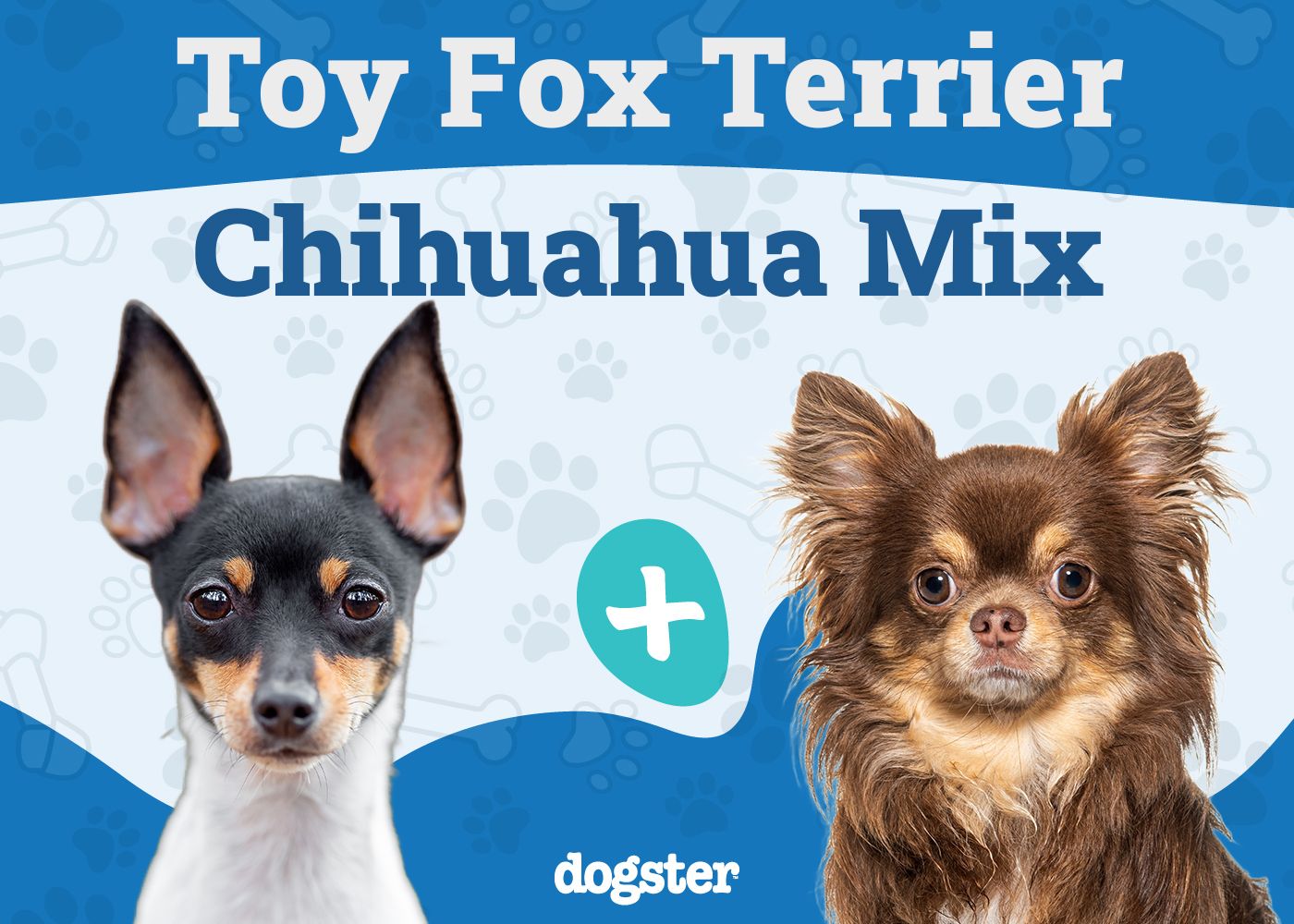 Taco Terrier - Toy Fox Terrier Chihuahua Mix