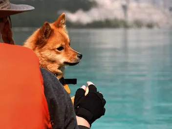 How to Take Your Dog Canoeing & Kayaking: 10 Vet-Approved Tips for Safety