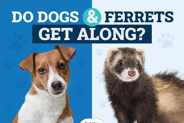Do Dogs & Ferrets Get Along? Vet-Approved Introduction & Safety Tips