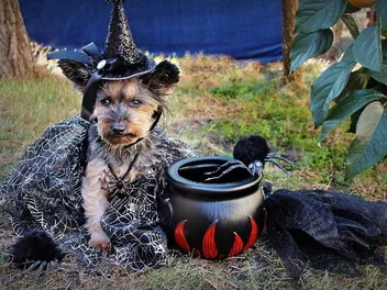 50+ Halloween Dog Puns: The Ulti-Mutt Tricks and Treats