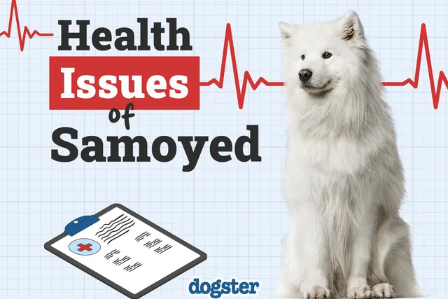 7 Samoyed Health Issues You Should Know Before You Get One