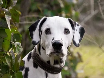 Why Do Dalmatians Have a Bad Reputation? Myths & Facts