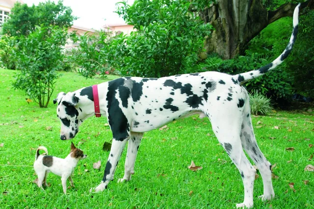 Great Dane Chihuahua Mix: Is It Possible? Vet-Verified Facts, Ethics & Risks