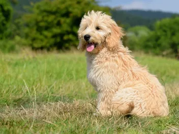 F2B Goldendoodle: Info, Pictures, History & More