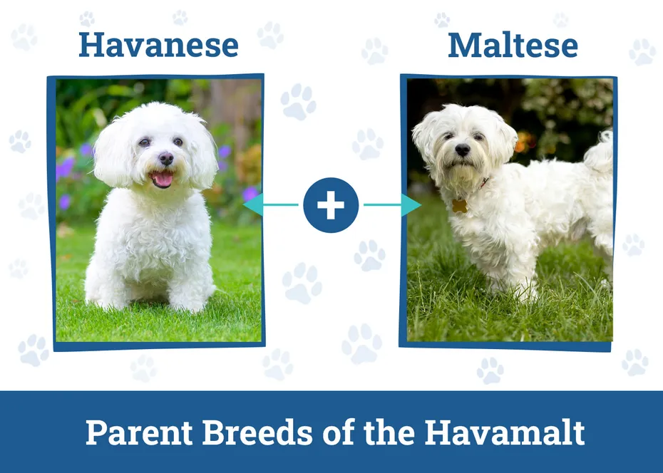 Parent Breeds of the Havamalt