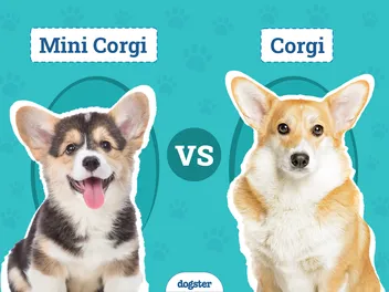 Mini Corgi vs. Corgi: Vet-Reviewed Breed Comparison