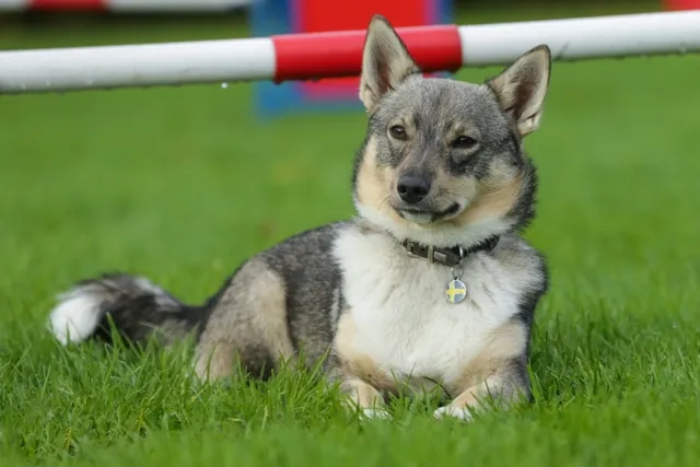 How Much Do Swedish Vallhunds Cost? 2026 Price Guide