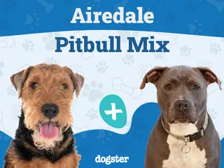 Airedale Pitbull Mix: Info, Pictures, Care Guide & More