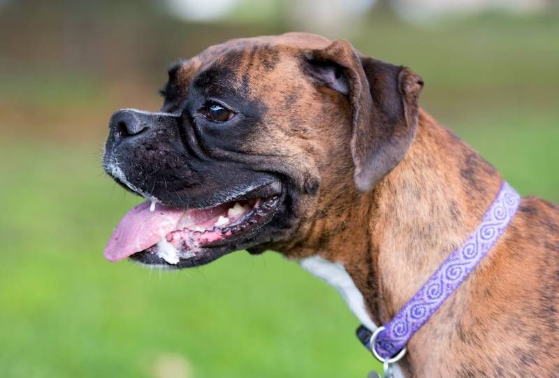 brindle boxer dog drooling outside