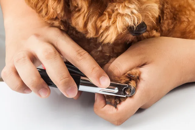 How to Use Guillotine Dog Nail Clippers: Vet-Approved Instructions