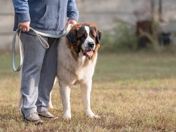 How to Train a Leash-Reactive Dog: 12 Vet-Approved Tips