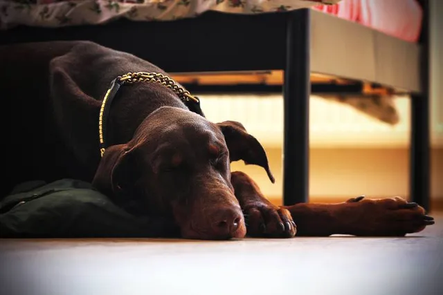 Can Dobermans Be Left Alone at Home? Vet Approved Facts & Safety Tips