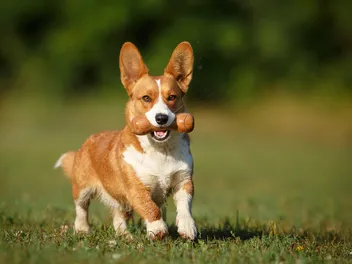 How Smart Are Corgis? Canine Intelligence Explained (Vet-Verified Info)