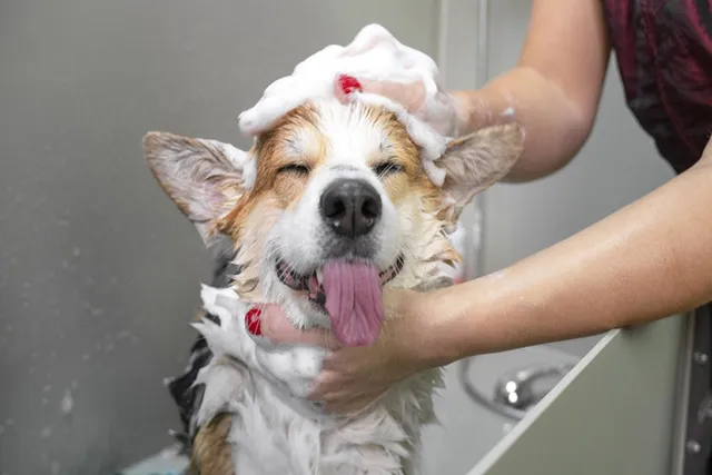 How Often Should I Bathe My Corgi? Vet-Reviewed Cleaning & Bath Tips