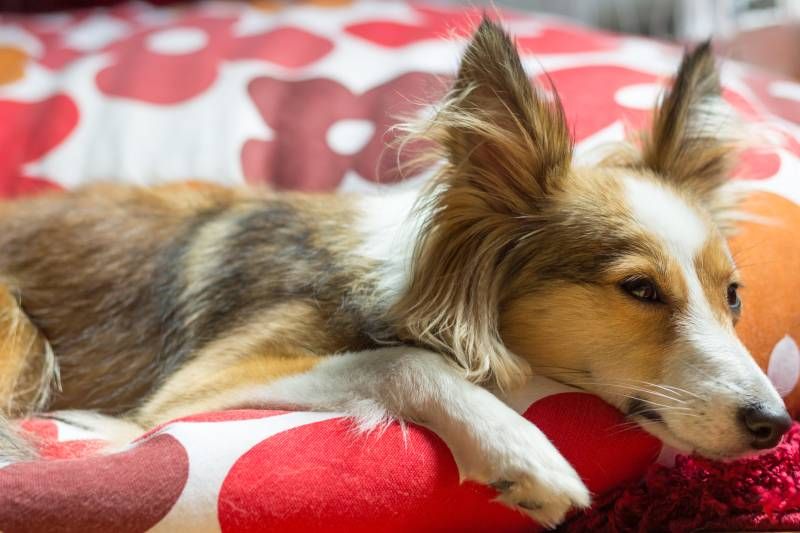shetland sheepdog looks sad and in sorrow while resting