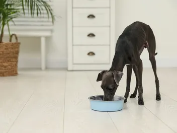 6 Best Spot and Tango Dog Food Alternatives in 2026: Reviews & Top Picks