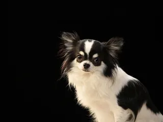 12 Japanese Chin Mixes (With Pictures)