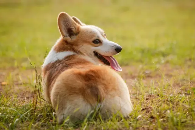 Do Corgis Have Tails? Vet-Verified Facts & Characteristics