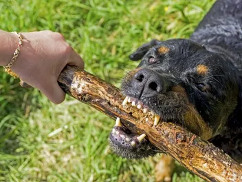 How Strong Is a Rottweiler’s Bite Force? Measured in PSI & Explained