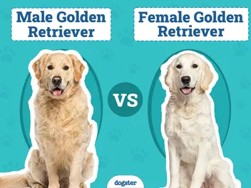 Male vs Female Golden Retriever: The Differences (With Pictures)