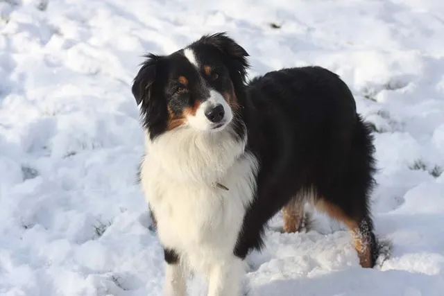 Are Australian Shepherds Smart? Dog Breed Intelligence Comparison