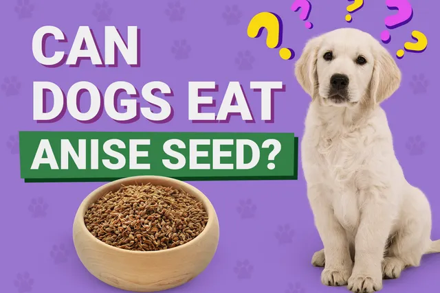 Can Dogs Eat Anise Seed? Vet-Approved Benefits & Risks