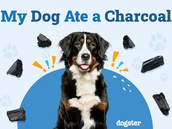 My Dog Ate Charcoal! What Do I Do? Vet-Approved Advice