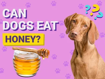 Can Dogs Eat Honey? Vet-Approved Safety & Feeding Facts
