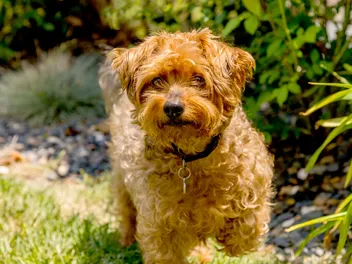 Yorkie Poo (Yorkshire Terrier & Poodle Mix): Info, Pictures & Care Guide