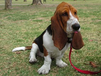 How to Potty Train a Basset Hound: 8 Vet-Approved Tips