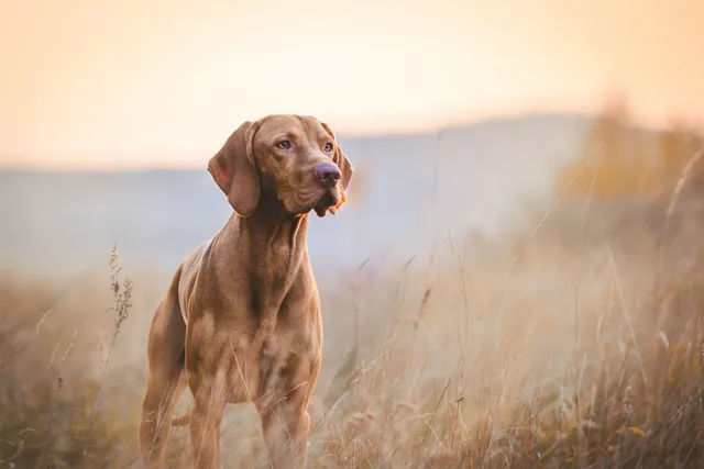 Vizsla Dog Breed: Info, Pictures, Care Guide & More